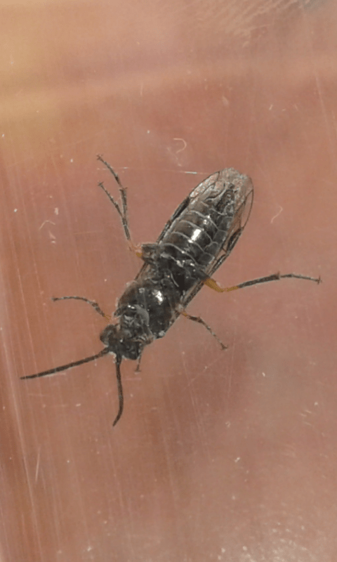 Tenthredinidae : Dolerus gonager? no, Dolerus puncticollis